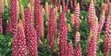parham house and gardens,sussex,storrington
