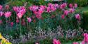 Pashley Manor Gardens Mariette Tulips and Lutyens