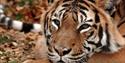 Tiger at Port Lympne Wildlife Park