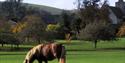 Pony grazing in South Downs