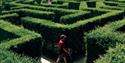 The Maze