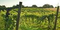 Biddenden Vineyards and Cider Works