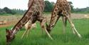 Giraffes at Cotwold Wildlife Park