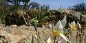 Ventnor Botanic Garden
