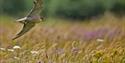 Lark flyby