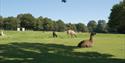 Barnsgate Manor Vineyard llamas