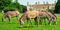 Marwell Wildlife near Winchester, Hampshire