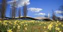 Savill Garden with daffodils in foreground