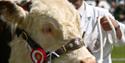Surrey Country Show
