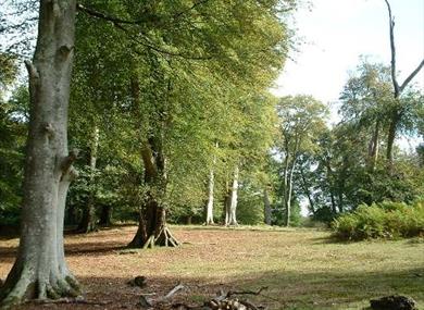 A FAVOURITE WALK ROUTE THROUGH ANCIENT NEW FOREST BEECH WOODS