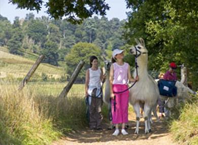 The Surrey Hills