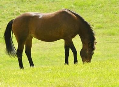 The Horse Trust