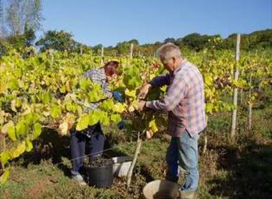 Adgestone Vineyard