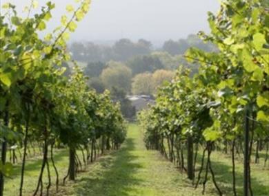 Bookers Vineyard