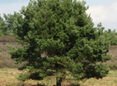Ashdown Forest