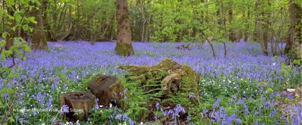 Arlington Bluebell Walk, East Sussex