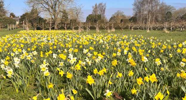 Best Places to See Daffodils in South East England: A Spring Guide to ...