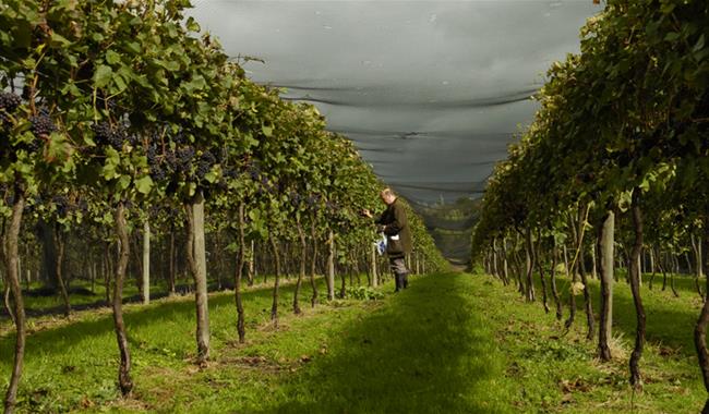 The Chapel Down Winery Vineyard In Tenterden Ashford